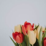 tulip flowers